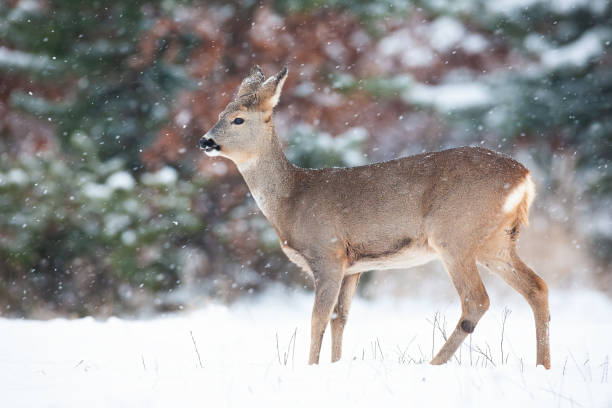 istock Roe deer doe standing on meadow in winter nature. 1282561071