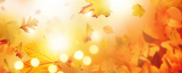 istock Colorful bright leaves falling in autumnal park. 1282561185