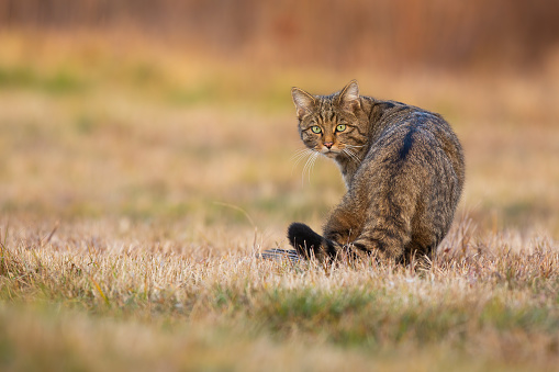 European wildcat, felis silvestris, looking back on a meadow in autumn. Brown predator staring to the camera on dry field from rear view with copy space. Stripped mammal turning around on glade.