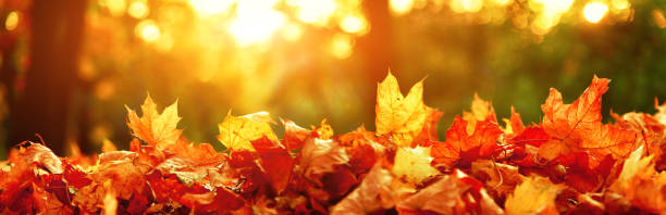 istock Colorful bright leaves falling in autumnal park. 1282562079