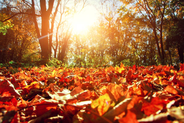 istock Colorful bright leaves falling in autumnal park. 1282562169