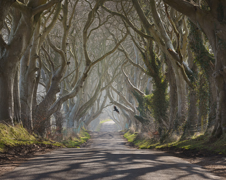 Tree lined road in County Antrim in Northern Ireland looks particularly eerie on a misty winter morning