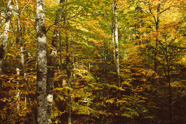 istock Beautiful autumn landscape 1282563284