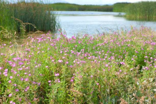 istock flowers by the lake 1282563617