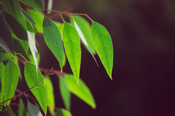 istock Eucalyptus green leaves 1282564757