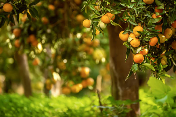 istock Tangerine sunny garden 1282564804