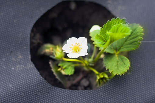 Close-up of isolated young fresh strawberry plant with white flowers growing and blooming in hole of plastic sheet outdoors on sunny day. Agriculture and gardening concept.