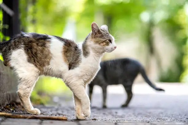 Photo of Twp gray and white striped cats walking along the street outdoors on summer day.