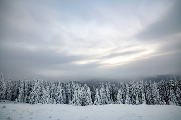 Photo of Dramatic winter landscape with spruce forest cowered with white snow in cold frozen mountains.