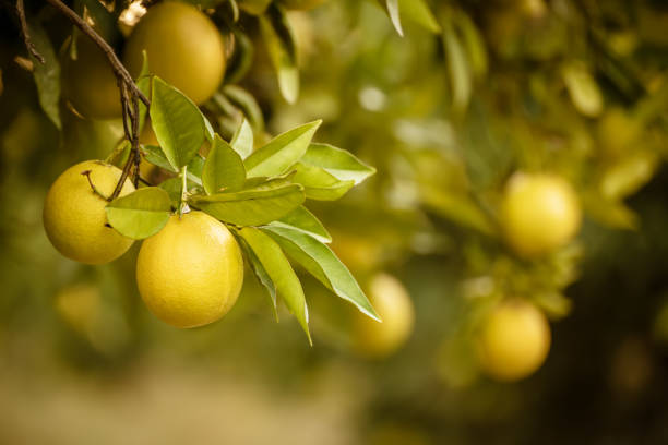 istock Orange garden with fruit 1282569387