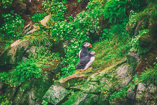 Two Atlantic puffins bird standing on the rock with green grass. Animal outdoor background