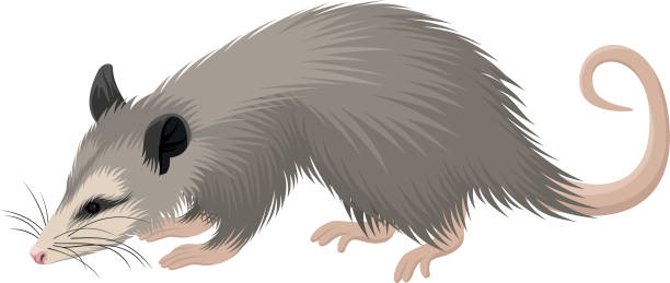 벡터 북미 오포섬 (디델피스 버지니아) 일러스트레이션 - common opossum stock illustrations