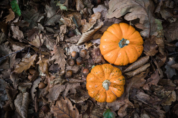 istock Two mini pumpkins in autumn forest. 1282570703