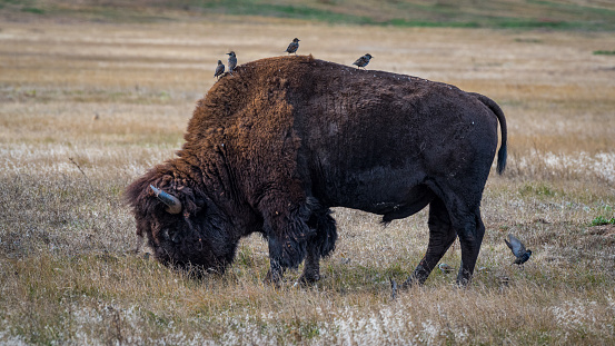 Starlings Perch on a Bison's Back as it Grazes