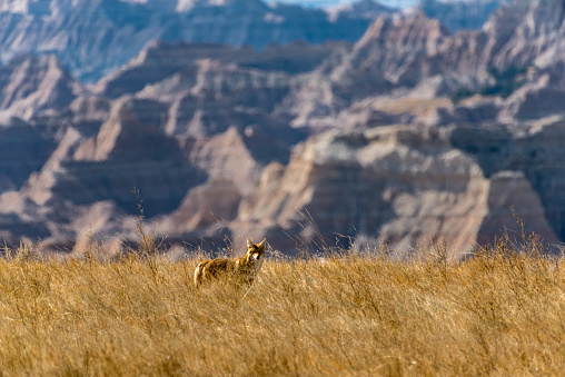 Coyote Pauses and Watches in The Badlands National Park