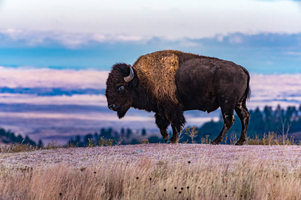 Bison Stands with a Colorful Background stock photo