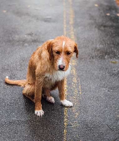 Sad wet abandoned dog alone outdoor