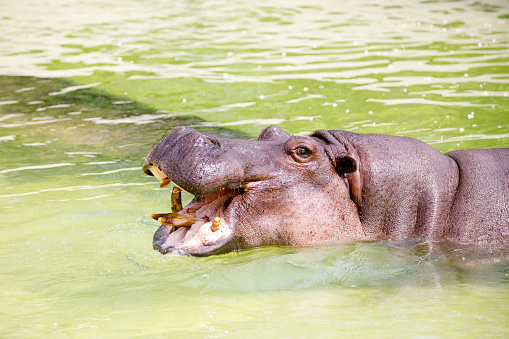 The hippopotamus lying in the water.