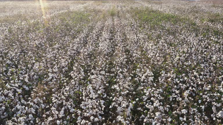 Cotton Field