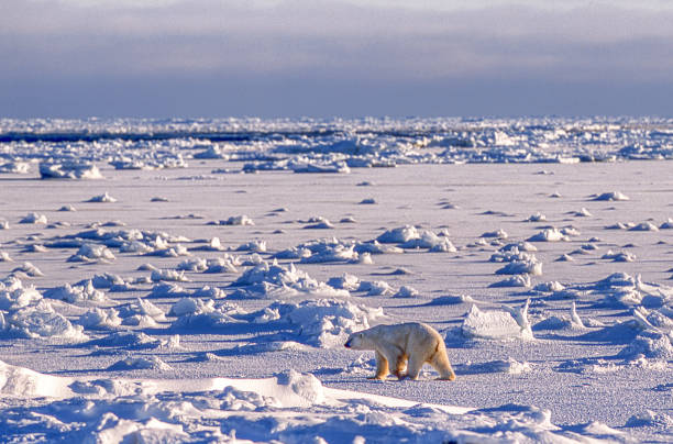 um urso polar selvagem andando na baía de icy hudson - arctic manitoba churchill manitoba canada - fotografias e filmes do acervo