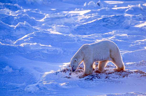 istock One Wild Polar Bear Walking on Snowy Hudson Bay Shore 1282575673