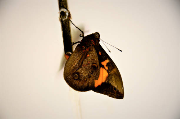 istock A butterfly Brassolis sophorae on the wall 1282575795