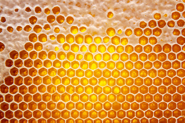 istock Fresh bee honey in combs. natural food background texture 1282577326