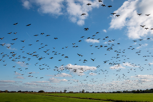 Geese in full flight in the Weerribben-Wieden national park in the province of Overijssel, the Netherlands