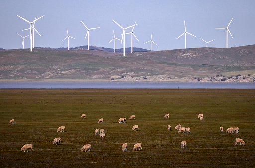 Sheep grazing with wind turbines in background