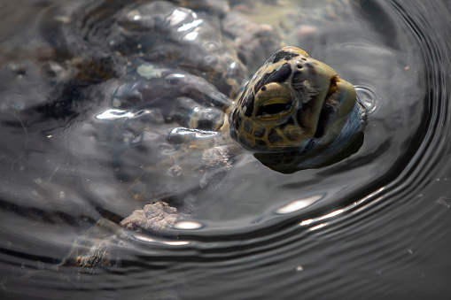 Sea turtle swimming