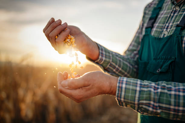 옥수수 생산의 그의 품질 곡물에 즐기는 농부. - corn crop corn field agriculture 뉴스 사진 이미지