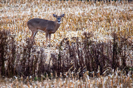 White-tailed deer buck (Odocoileus virginianus) standing in a cornfield in central Wisconsin, horizontal