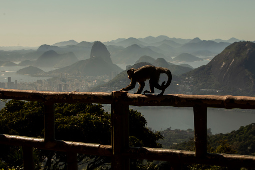 A macaque monkey sitting on an ancient canyon watches over Gibraltar