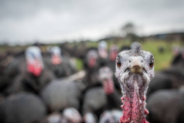 primer plano de pavo en la granja de pavos - pavo ave de corral fotografías e imágenes de stock