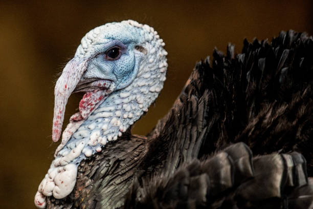 Close-up of turkey