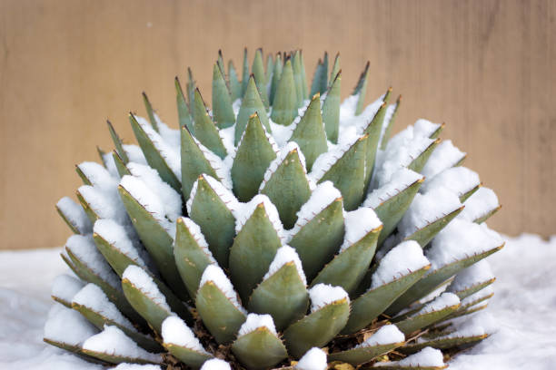 istock Blue Agave (American Aloe) Plant in Snow 1282580400