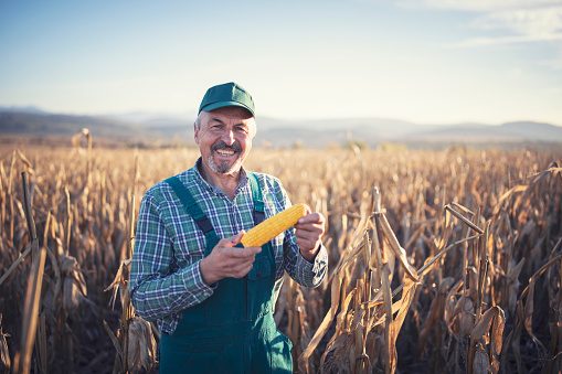 Portrait of happy successful senior farmer holding corn cob and smiling, he standing in his agriculture fields, smiling and looking at camera, shot with copy space.