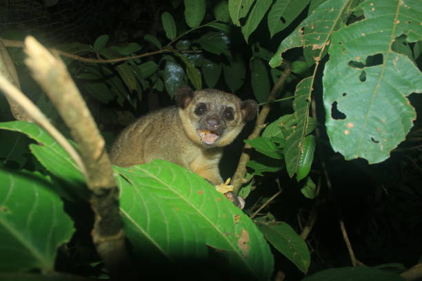 istock A kinkajou, potos flavus, eating something and angry to be disturbed 1282580434