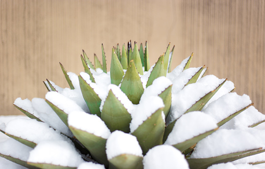 Saguaro cactus with snow in the Sonoran Desert near Tucson, Arizona.