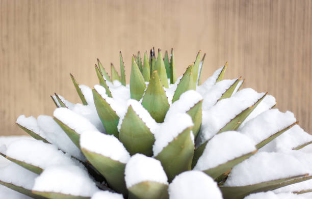 Blue Agave (American Aloe) Plant in Snow A spiky blue agave (American aloe) plant against a beige background in snow. blue agave photos stock pictures, royalty-free photos & images