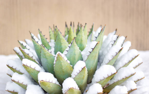 istock Blue Agave (American Aloe) Plant in Snow 1282580520