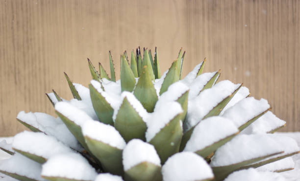 istock Blue Agave (American Aloe) Plant in Snow 1282580546