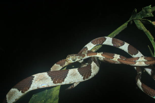 Blunt headed tree snake, lmantodes cenchoa, curled up on top of a leaf