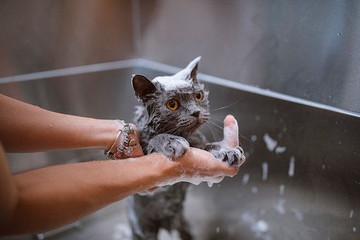 Cute little cat in a grooming salon is taking a bath