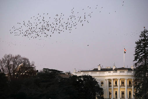 View of The White House, Washington D.C.