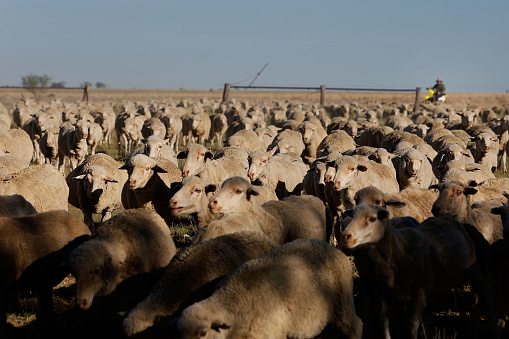 Flock of sheep in extensive farming. Aezkoa. Navarrese Pyrenees