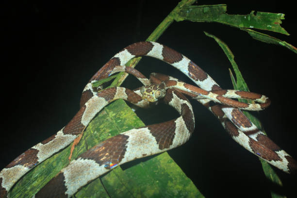 istock Blunt headed tree snake, lmantodes cenchoa, curled up on top of a leaf 1282581348