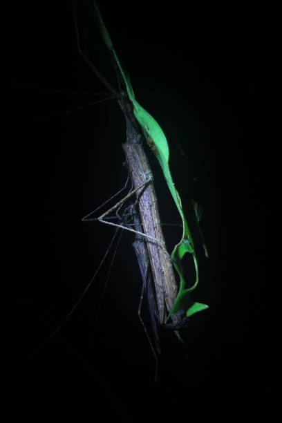 istock a stick insect barely visible due to his good camouflage during the night 1282581396