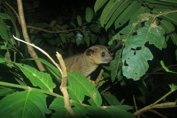 istock A kinkajou, potos flavus, sitting in the branches at night time 1282581471