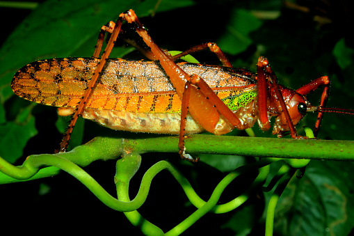 A very large grasshopper with brown, yellow and green coloration active during the night in the ecuadorian rainforest